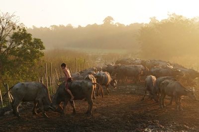 Horses on land against sky