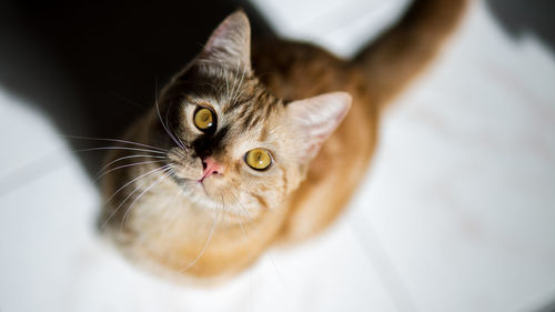 Close-up portrait of cat on table