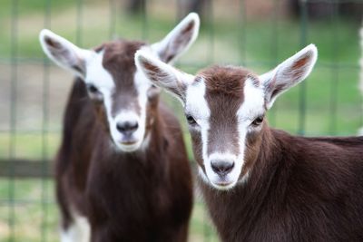 Close-up portrait of goats