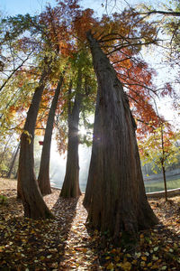 Trees growing in forest during autumn