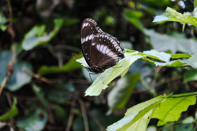 Close-up of butterfly on leaves