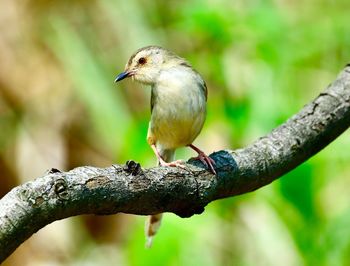 Close-up of bird perching on tree