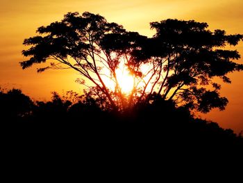 Silhouette of trees at sunset