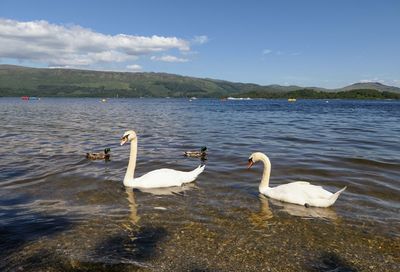 Swans swimming in loch lomond