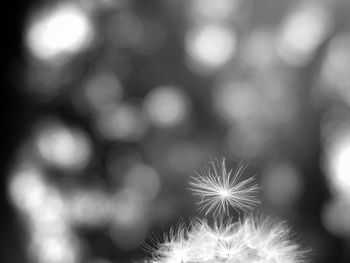 Close-up of dandelion against blurred background