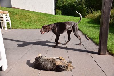 Dog and cat on grass