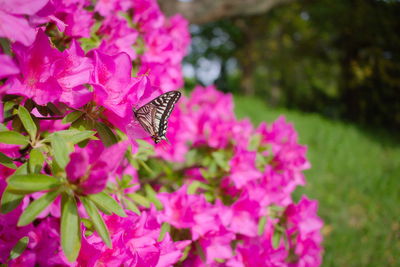 Close-up of butterfly pollinating on pink flower