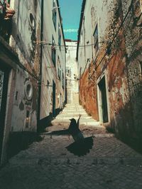 Cat on alley amidst buildings in city