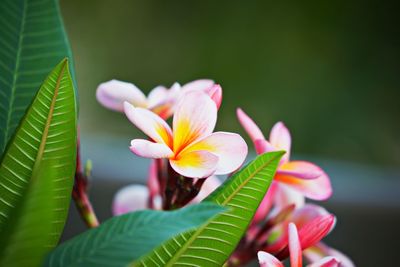 Close-up of frangipani on plant