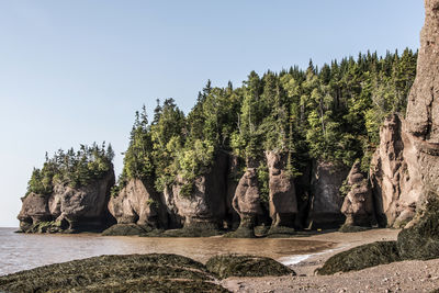 Trees growing on rock against sky