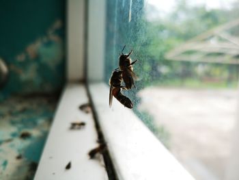 Close-up of insect on a window