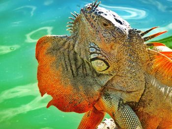 Close-up of iguana at lakeshore