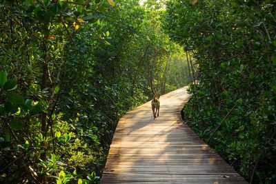 Dog walking amidst trees