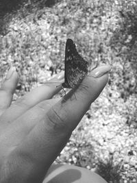 Close-up of hand holding lizard