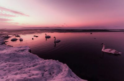 Silhouette swans swimming on sea during sunset