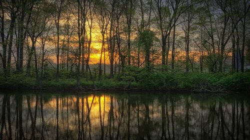 Scenic view of lake in forest during sunset