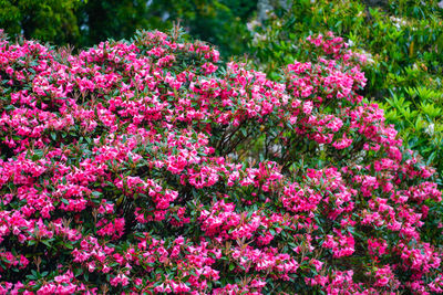 Pink flowering plants in garden