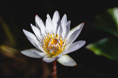 Close-up of white water lily