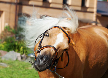 Close-up portrait of horse standing outdoors