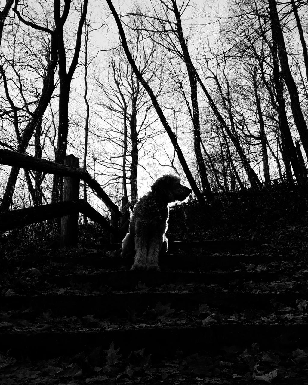 tree, bare tree, one animal, animal themes, day, pets, standing, mammal, dog, outdoors, full length, no people, domestic animals, childhood, branch, nature, sky