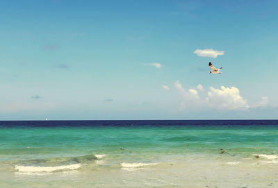 Seagull flying over beach against sky