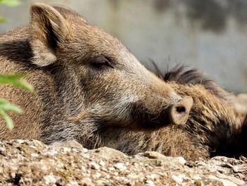 Close-up porc