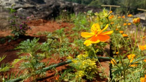 Close-up of yellow flowers blooming outdoors