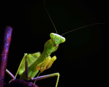 Close-up of praying mantis at night