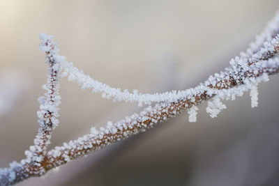 Close-up of frozen plant
