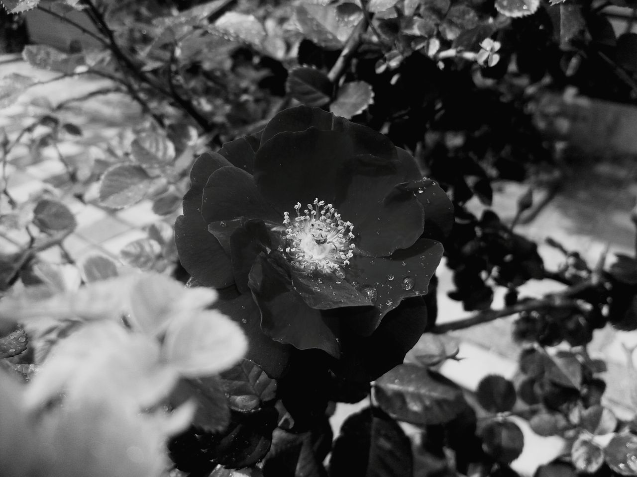 growth, flower, freshness, close-up, fragility, leaf, focus on foreground, petal, plant, nature, beauty in nature, flower head, blooming, outdoors, day, selective focus, no people, botany, high angle view, single flower