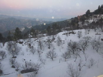 Scenic view of forest against sky during winter