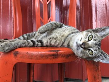 Close-up of a cat resting