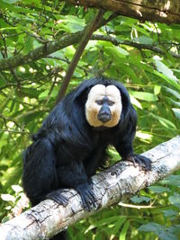 Portrait of animal on branch