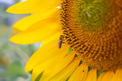 Close-up of bee pollinating on sunflower