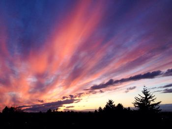 Silhouette of trees at sunset