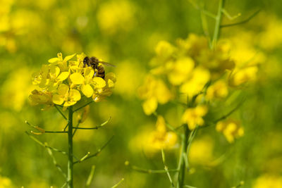 Close up shot of the bee collecting the nectar and pollen from the broccoli plant on a day 