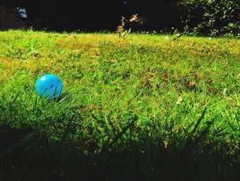 Close-up of grass