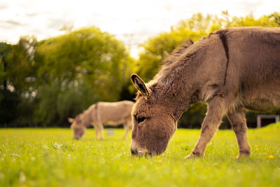 Sheep grazing in a field