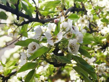 Low angle view of apple blossoms in spring