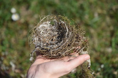 Close-up of hand holding bird nest
