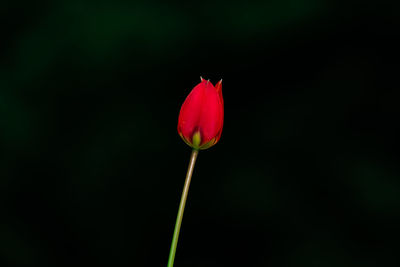 Close-up of red flower bud