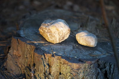 Close-up of mushrooms on rock