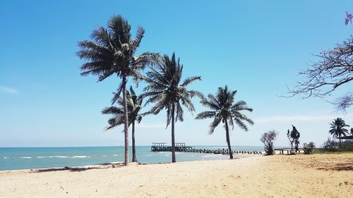 Palm trees on beach against sky