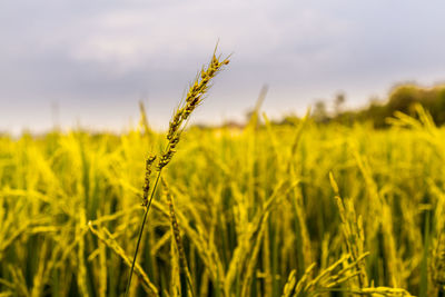 Close-up of wheat growing on field against sky