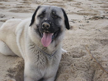 Close-up portrait of a dog on beach