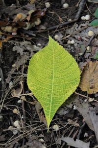 High angle view of leaves