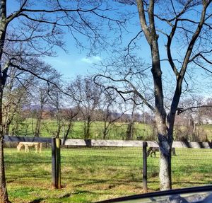 Bare trees on landscape against sky