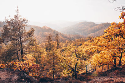 Scenic view of forest against sky during autumn