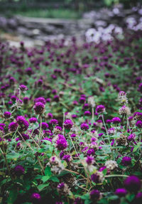 Close-up of pink flowering plants on field