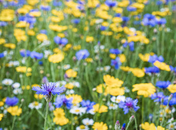 Close-up of purple crocus flowers on field